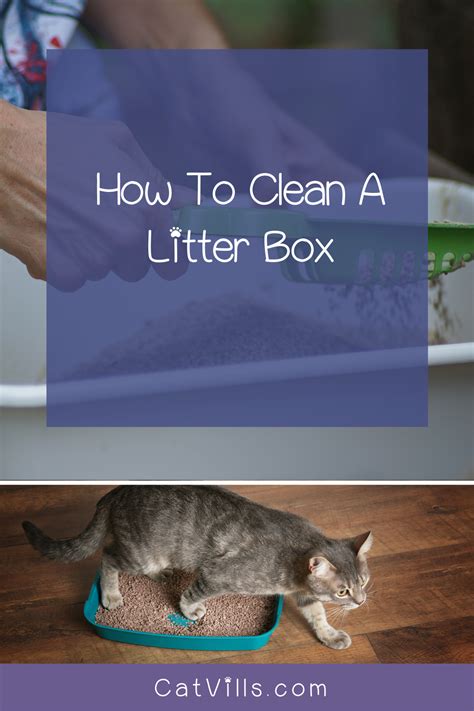 A Magical Twist on Cat Care: Why a Surprise Cat Litter with a Magical Kitty Is a Must-Have